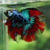 Black Base Galaxy Koi Halfmoon (Avatar) - 14 weeks old