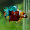 Multicolor/Galaxy Koi Plakat -16 weeks Old