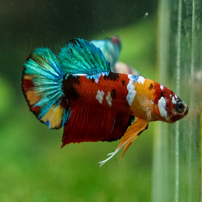 Multicolor/Galaxy Koi Plakat -16 weeks Old