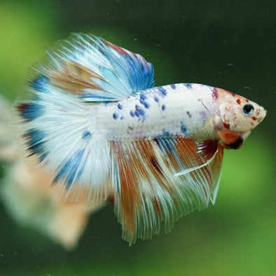 Galaxy/Candy Koi Halfmoon - 11 weeks old