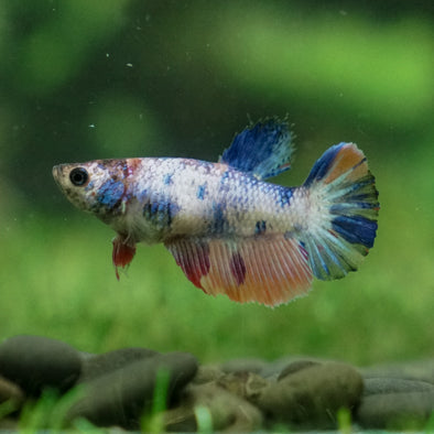 Multicolor/ Galaxy Koi Halfmoon - Female- 13 Weeks Old