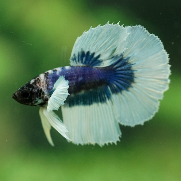 Dumbo Halfmoon - 11 weeks old