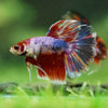 Galaxy/Candy Koi Halfmoon - 11 weeks old
