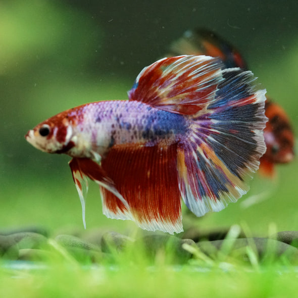 Galaxy/Candy Koi Halfmoon - 11 weeks old