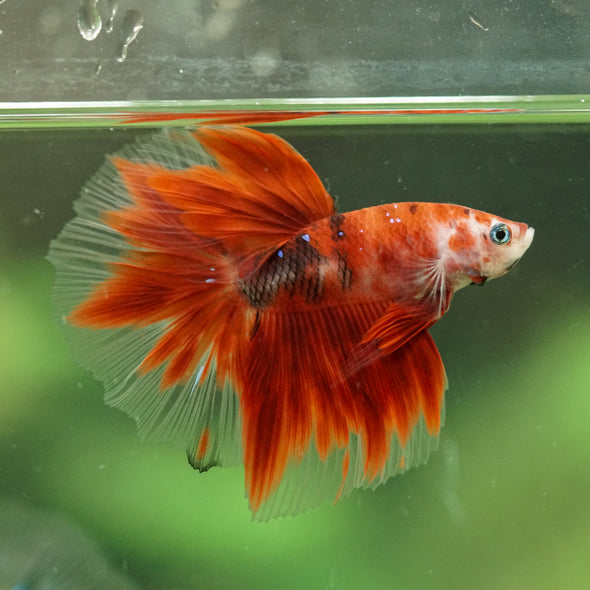 Galaxy/Candy Koi Halfmoon - 14 weeks old