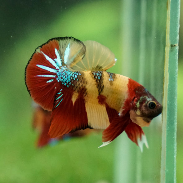 Multicolor/Galaxy Koi Plakat -13 weeks Old