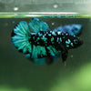 Black Koi Galaxy Plakat (Avatar) -10 weeks Old