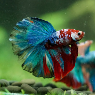 Galaxy/Candy Koi Halfmoon - 14 weeks old