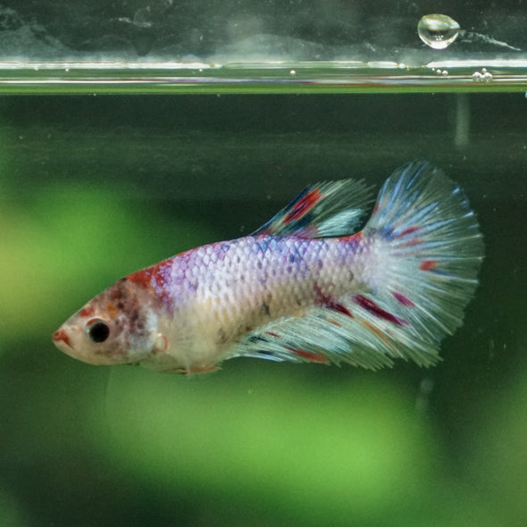 Multicolor/ Galaxy Koi Halfmoon- Female- 13 Weeks Old