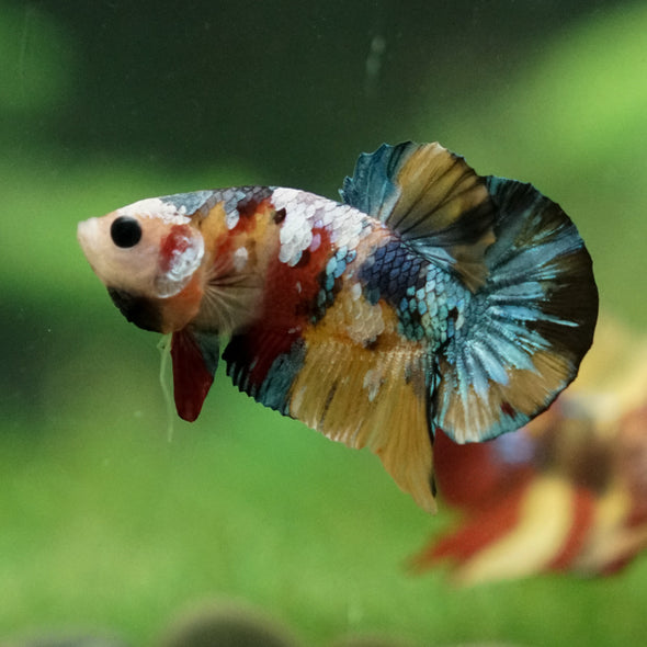 Multicolor/Galaxy Koi Plakat -13 weeks Old