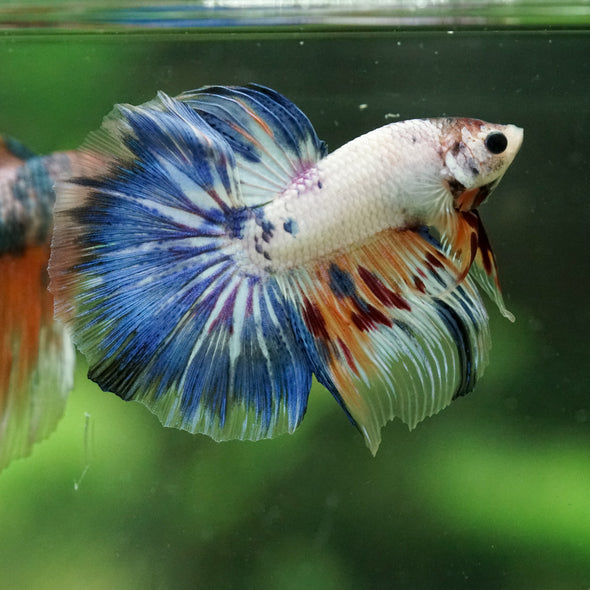 Galaxy/Candy Koi Halfmoon - 14 weeks old