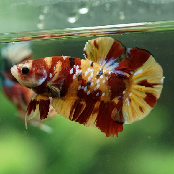 Multicolor/Galaxy Koi Plakat -15 weeks Old