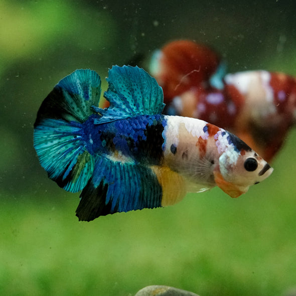 Multicolor/Galaxy Koi Plakat -16 weeks Old