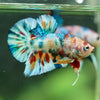 Multicolor/Galaxy Koi Plakat -16 weeks Old