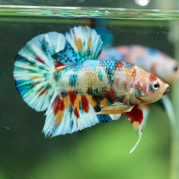 Multicolor/Galaxy Koi Plakat -16 weeks Old