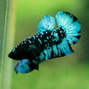 Black Koi Galaxy Plakat (Avatar) -10 weeks Old