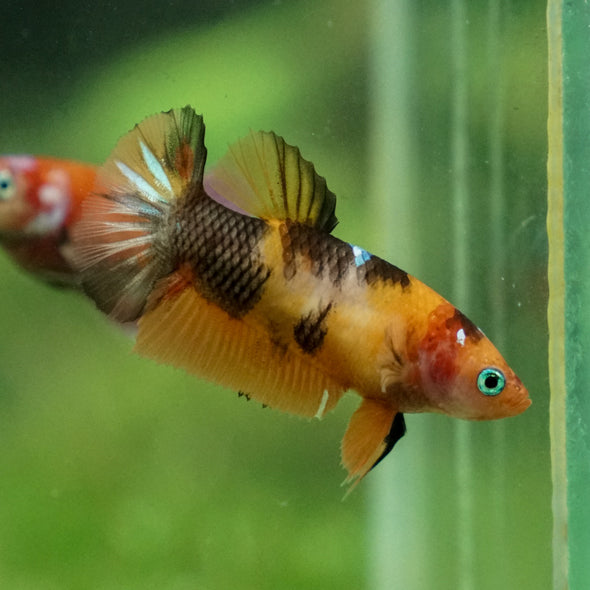 Multicolor/ Galaxy Koi Plakat - Female- 13 Weeks Old