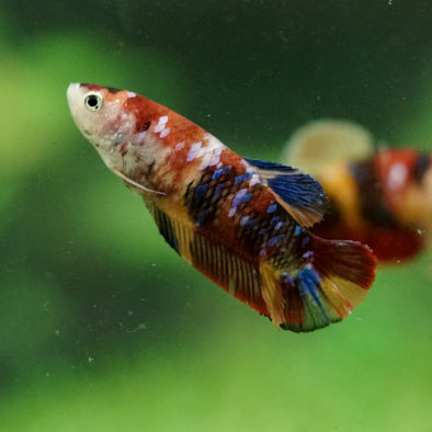 Multicolor/ Galaxy Koi Plakat- Female- 13 Weeks Old