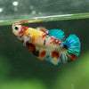 Multicolor/ Galaxy Koi Plakat- Female- 13 Weeks Old