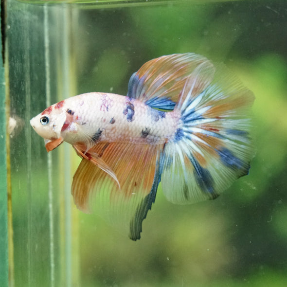 Galaxy/Candy Koi Halfmoon - 14 weeks old