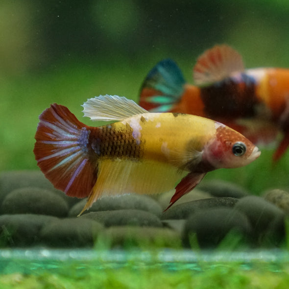 Multicolor/ Galaxy Koi Plakat - Female- 13 Weeks Old