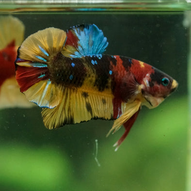 Multicolor/Galaxy Koi Plakat -16 weeks Old