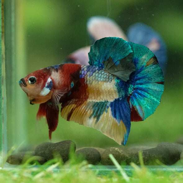 Multicolor/Galaxy Koi Plakat -16 weeks Old