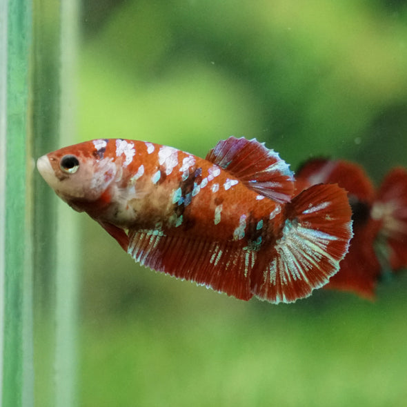 Multicolor/ Galaxy Koi Plakat- Female- 13 Weeks Old