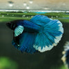 Dumbo Halfmoon - 12 weeks old