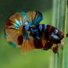 Multicolor/Galaxy Koi Plakat -16 weeks Old