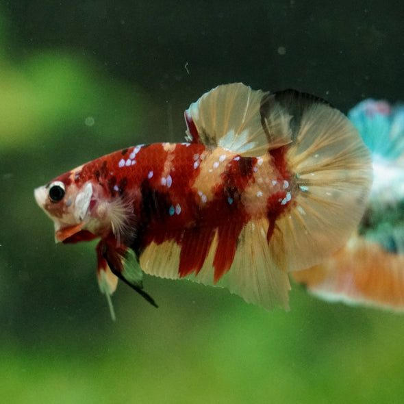 Multicolor/Galaxy Koi Plakat -16 weeks Old