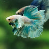 Dumbo Halfmoon - 11 weeks old
