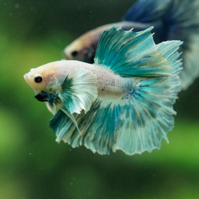 Dumbo Halfmoon - 11 weeks old