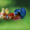 Multicolor/ Galaxy Koi Plakat- Female- 13 Weeks Old