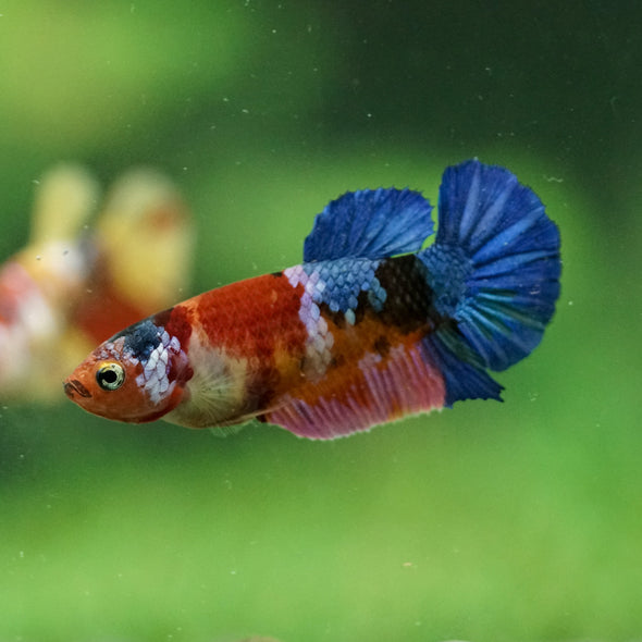 Multicolor/ Galaxy Koi Plakat- Female- 13 Weeks Old