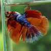 Galaxy/Candy Koi Halfmoon - 14 weeks old