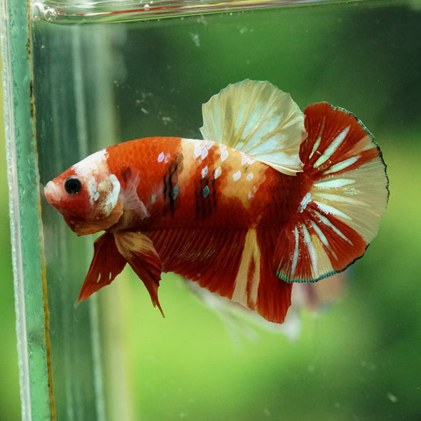 Multicolor/Galaxy Koi Plakat -14 weeks Old