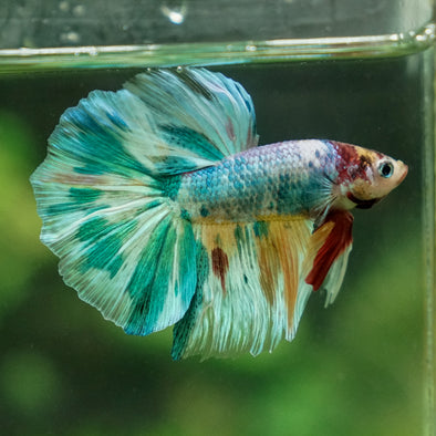 Galaxy/Candy Koi Halfmoon - 13 weeks old