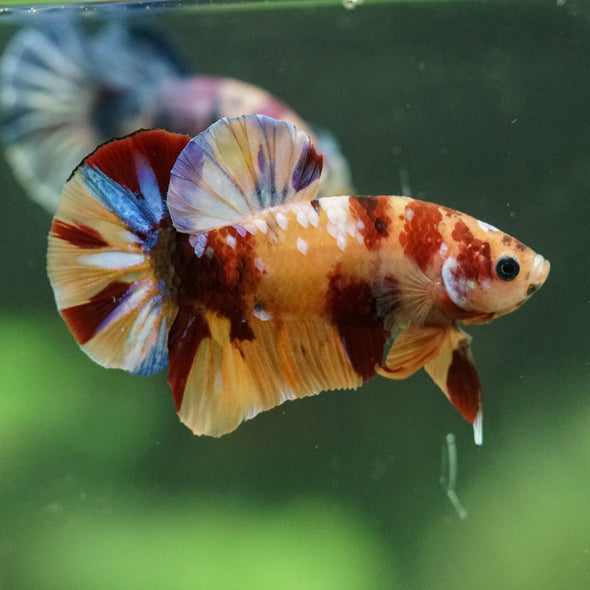 Multicolor/Galaxy Koi Plakat -14 weeks Old