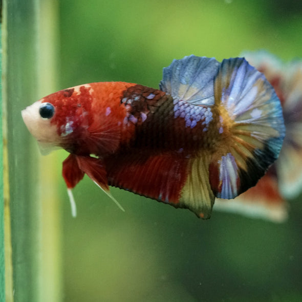 Multicolor/Galaxy Koi Plakat -11 weeks Old