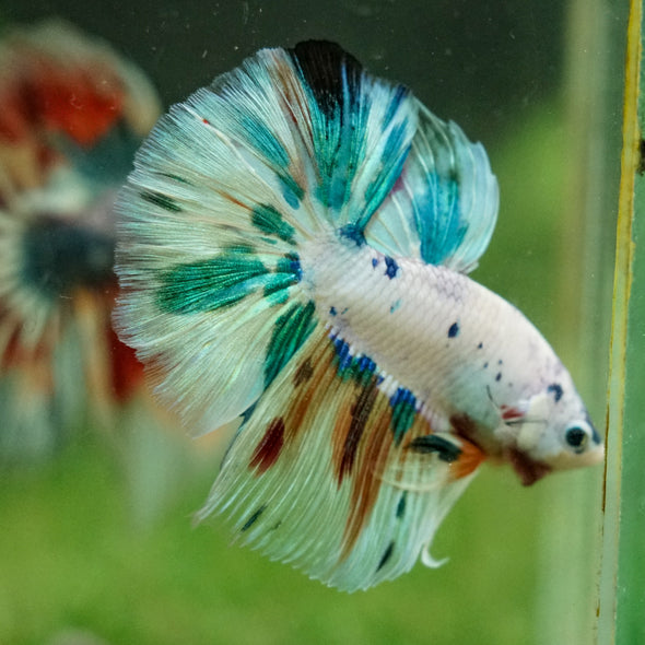 Galaxy/Candy Koi Halfmoon - 14 weeks old