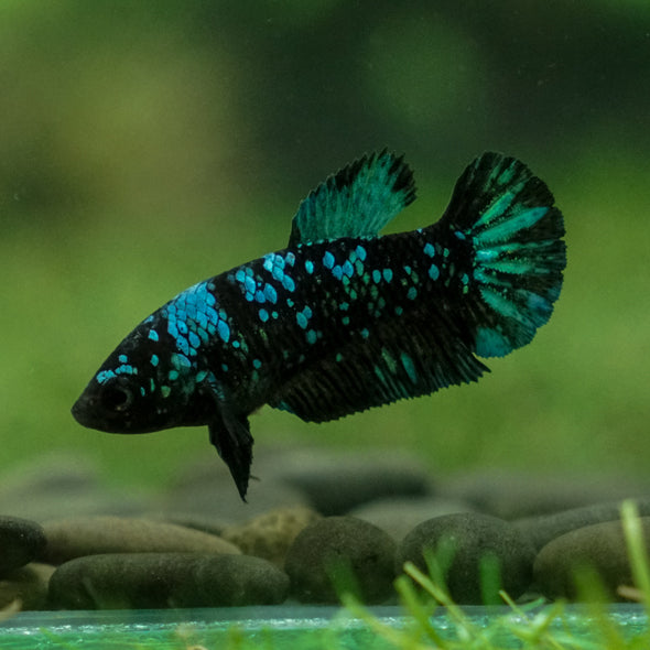 Black Galaxy Koi Plakat (Avatar) - Female- 13 Weeks Old