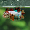 Multicolor/ Galaxy Koi Halfmoon- Female- 13 Weeks Old
