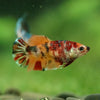 Multicolor/ Galaxy Koi Plakat- Female- 13 Weeks Old