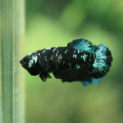 Black Galaxy Koi Plakat (Avatar) - Female- 13 Weeks Old