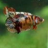 Multicolor/ Galaxy Koi Plakat - Female- 13 Weeks Old