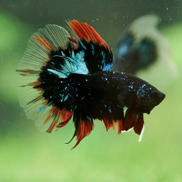 Black Base Galaxy/Candy Koi Halfmoon - 14 weeks old