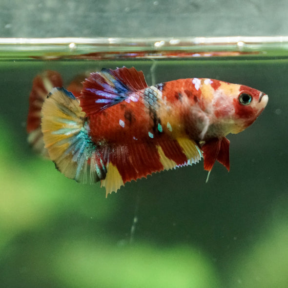 Multicolor/ Galaxy Koi Plakat - Female- 13 Weeks Old