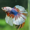 Galaxy/Candy Koi Halfmoon - 14 weeks old