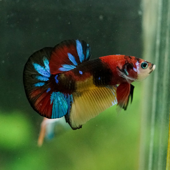 Multicolor/Galaxy Koi Plakat -16 weeks Old